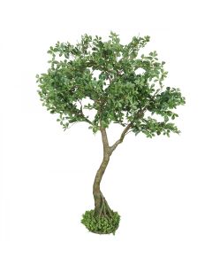 Schefflera luseana bonsaï artificiel 190cm