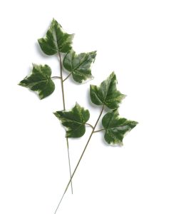 Branche 3 feuilles de lierre panache artificiel H43 cm D22 cm superbe