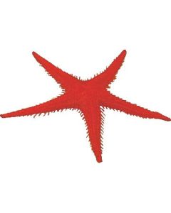Lot de 2 Etoiles de Mer Factices Rouge - L2G