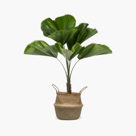 Plantes & Fleurs artificielles